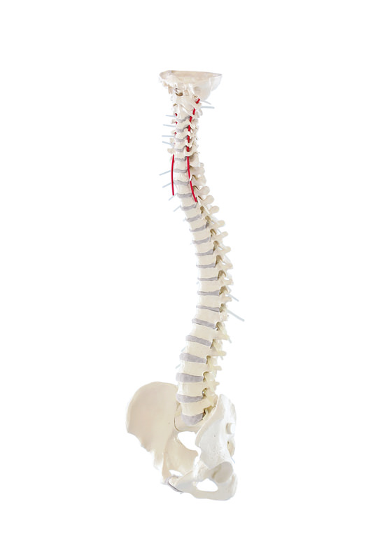 [100-275] Premium spine with pelvis - Reg.: 450,00$
