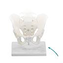 [100-278] Stand for spine - Reg: 75,00$