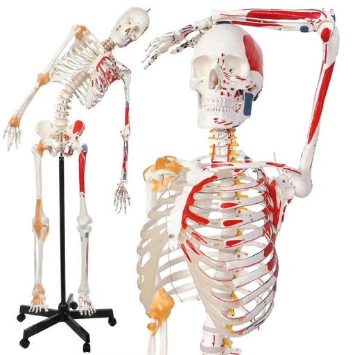 [122-663] Modèle anatomique - Squelette avec colonne vertébrale flexible, marques musculaires et ligaments