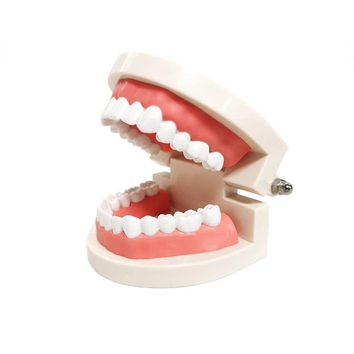 [122-693] Standard Dental Care Model (Life-Size)
