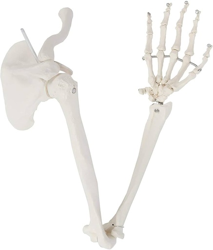 [122-828] Anatomical model - Arm skeleton with shoulder girdle