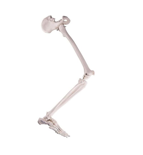 [122-829] Anatomical model - Leg skeleton with half of pelvis