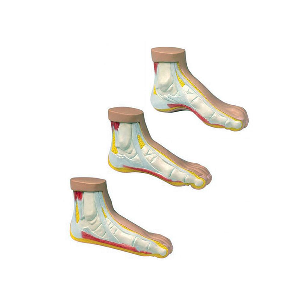 [110-254] Anatomical set of three (3) miniature feet - Reg.: 171,00$