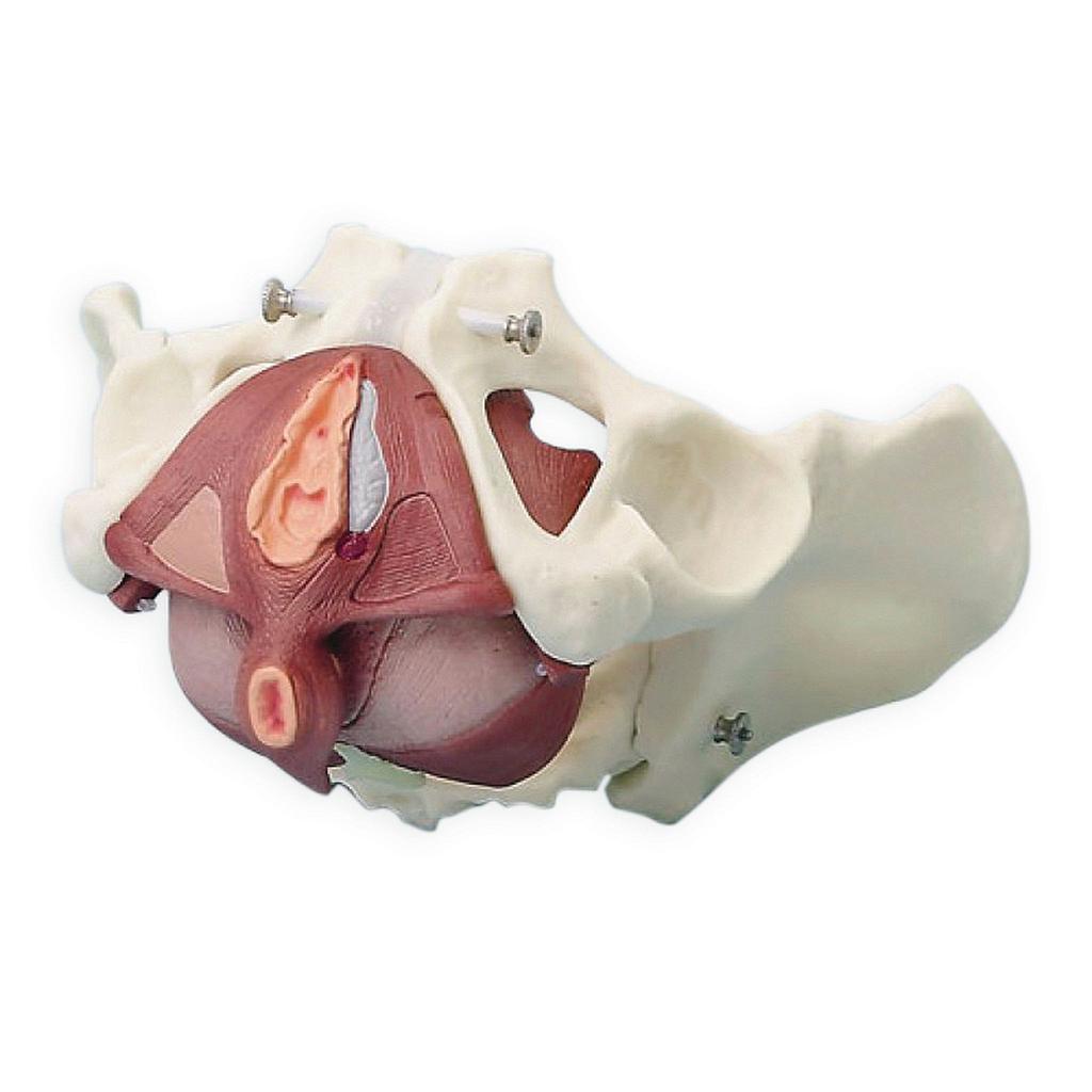 [110-505] Modèle - Bassin féminin avec musculature du plancher pelvien - Rég.: 1550,00$